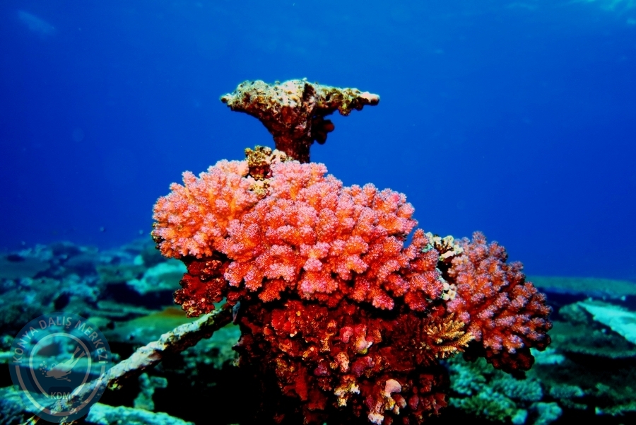 2-6 Aralık Sharm el-Sheikh