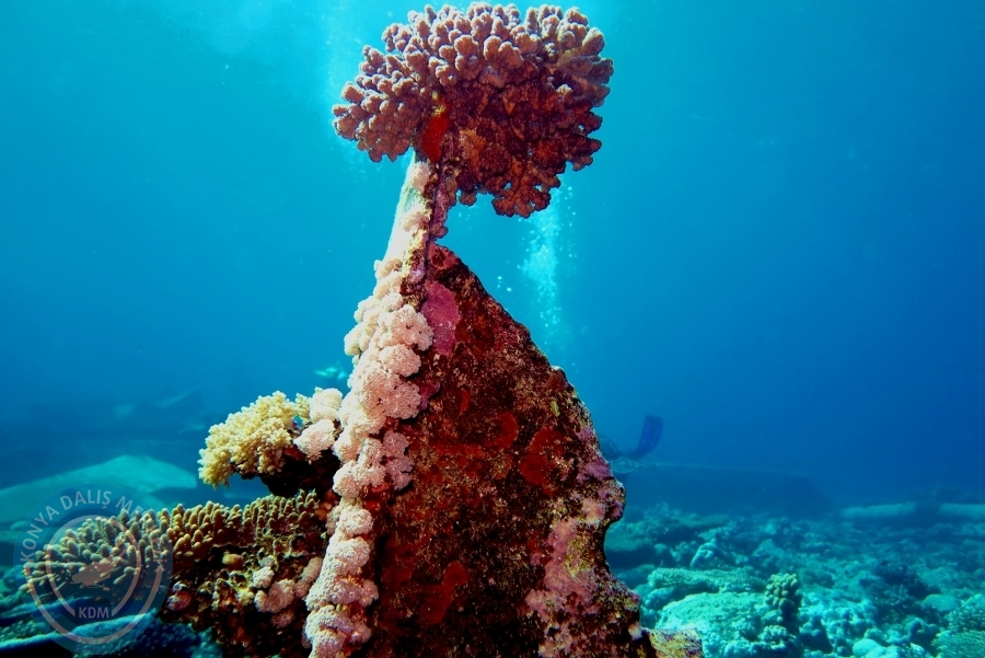 2-6 Aralık Sharm el-Sheikh