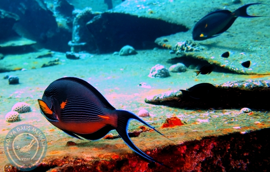 2-6 Aralık Sharm el-Sheikh