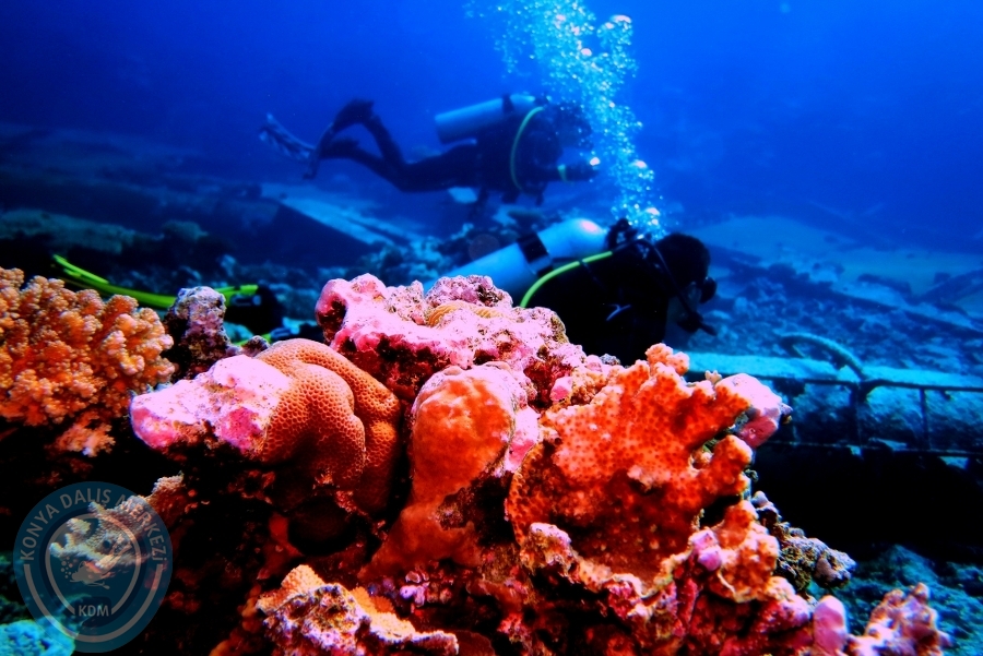 2-6 Aralık Sharm el-Sheikh