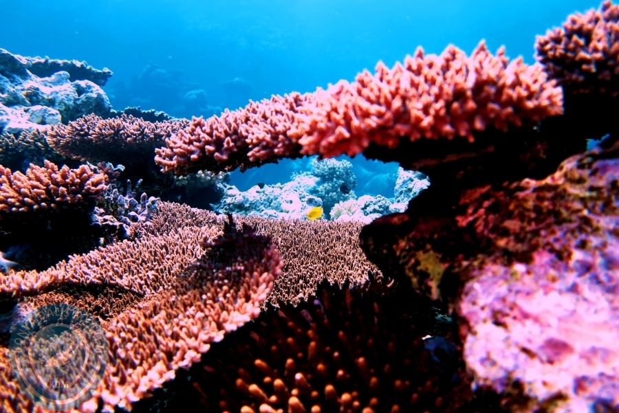 2-6 Aralık Sharm el-Sheikh