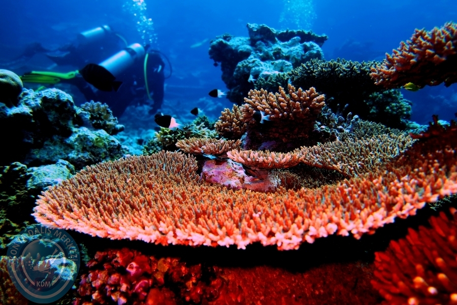 2-6 Aralık Sharm el-Sheikh