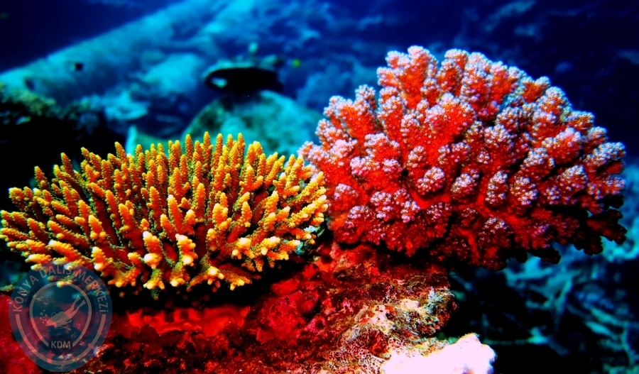 2-6 Aralık Sharm el-Sheikh