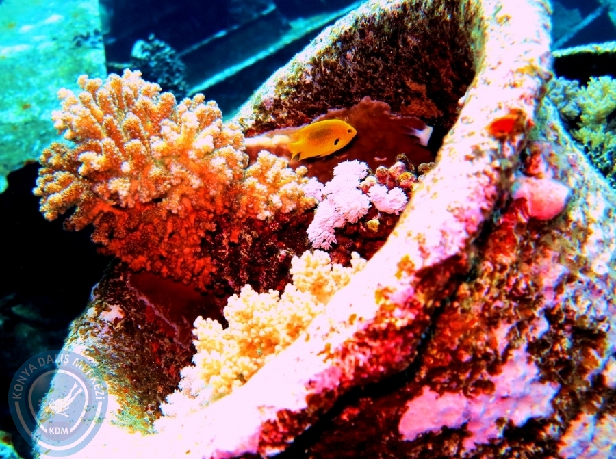 2-6 Aralık Sharm el-Sheikh