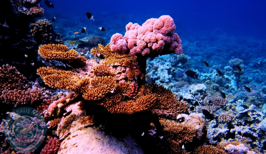 2-6 Aralık Sharm el-Sheikh