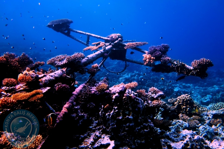 2-6 Aralık Sharm el-Sheikh
