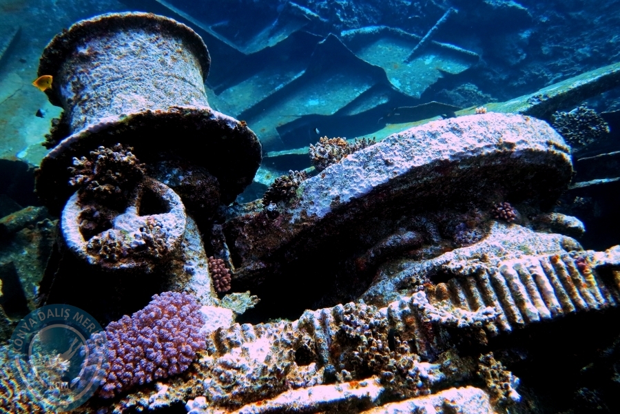 2-6 Aralık Sharm el-Sheikh
