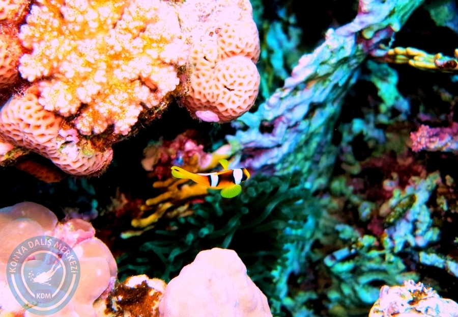 2-6 Aralık Sharm el-Sheikh