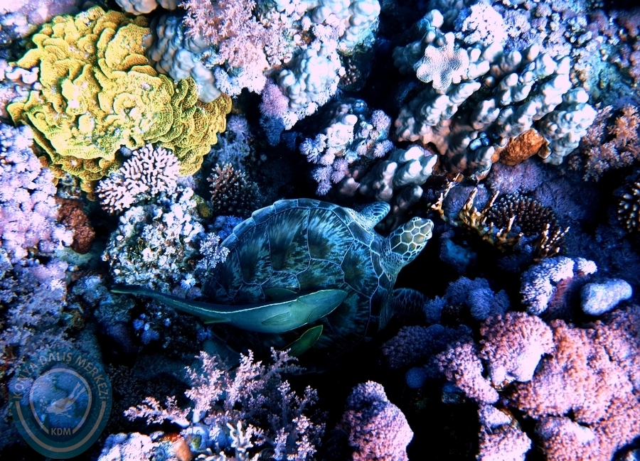 2-6 Aralık Sharm el-Sheikh