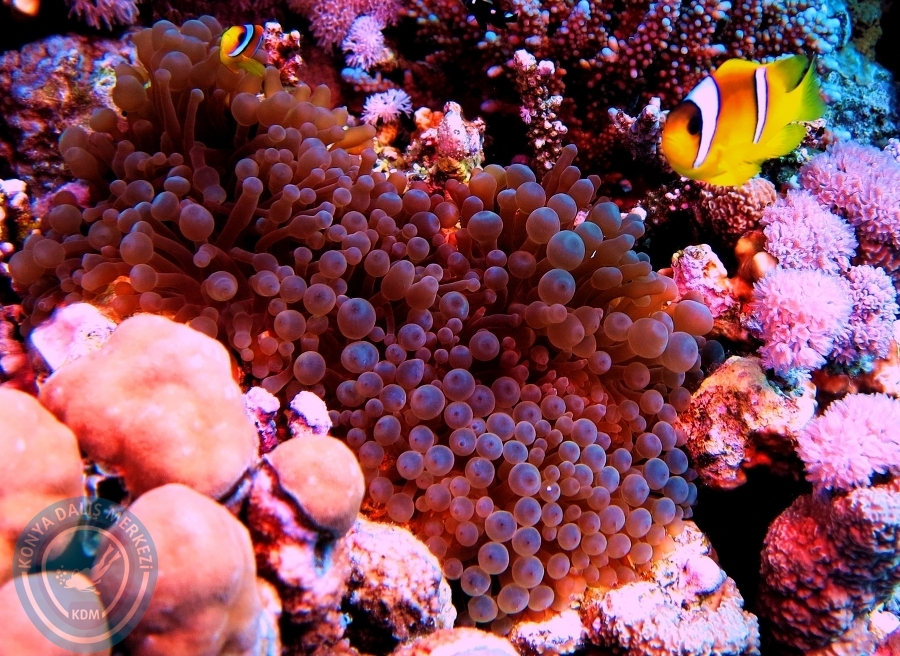 2-6 Aralık Sharm el-Sheikh
