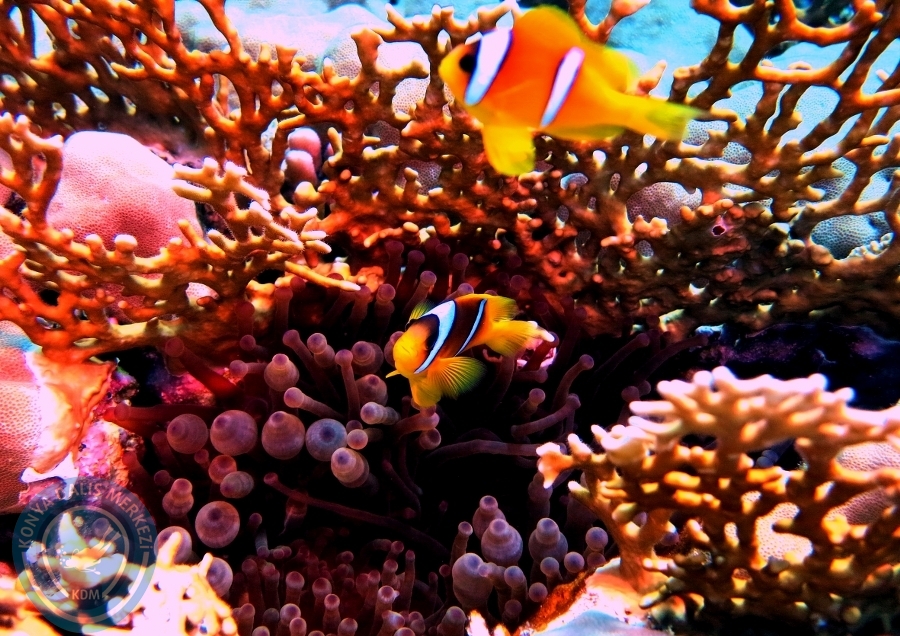 2-6 Aralık Sharm el-Sheikh