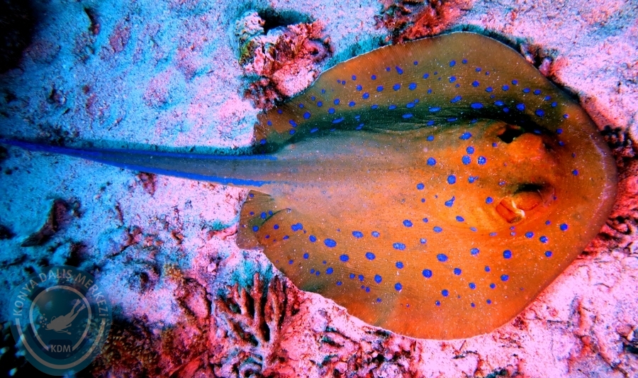 2-6 Aralık Sharm el-Sheikh