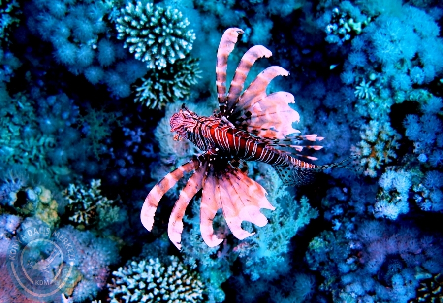 2-6 Aralık Sharm el-Sheikh