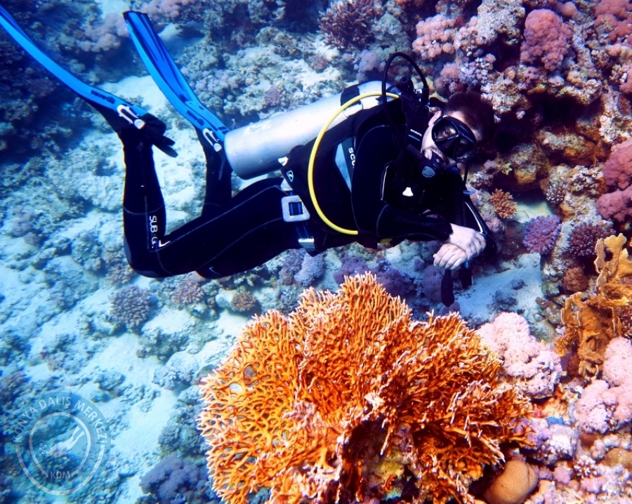 2-6 Aralık Sharm el-Sheikh