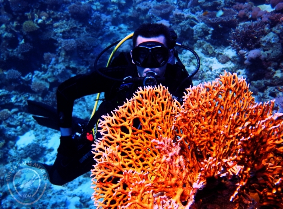 2-6 Aralık Sharm el-Sheikh