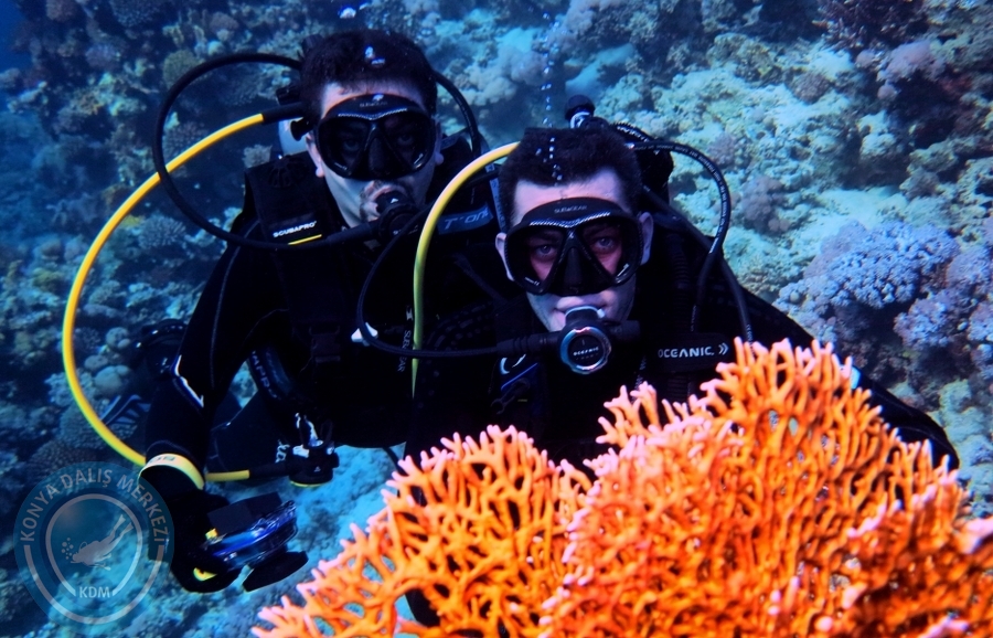 2-6 Aralık Sharm el-Sheikh