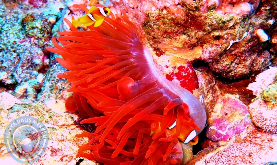 2-6 Aralık Sharm el-Sheikh