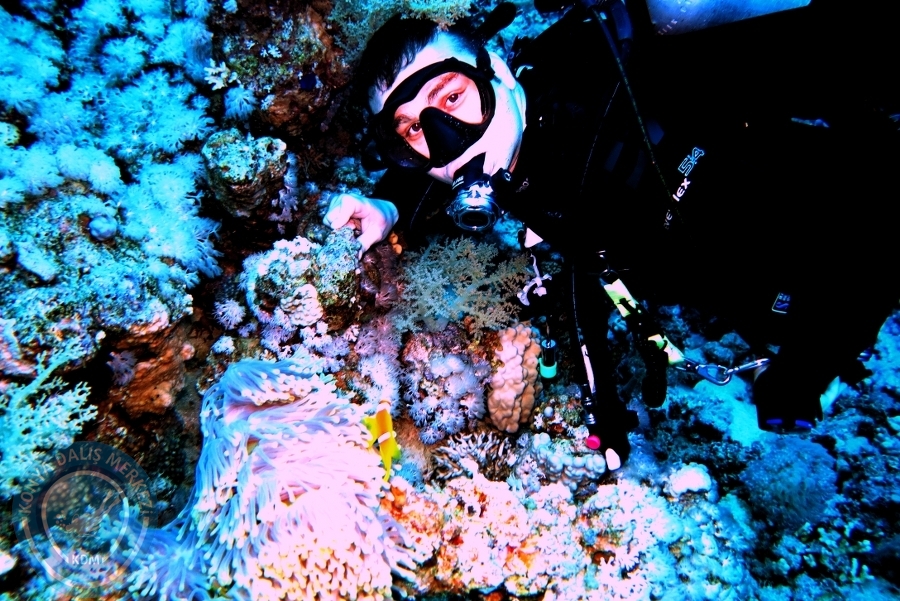 2-6 Aralık Sharm el-Sheikh
