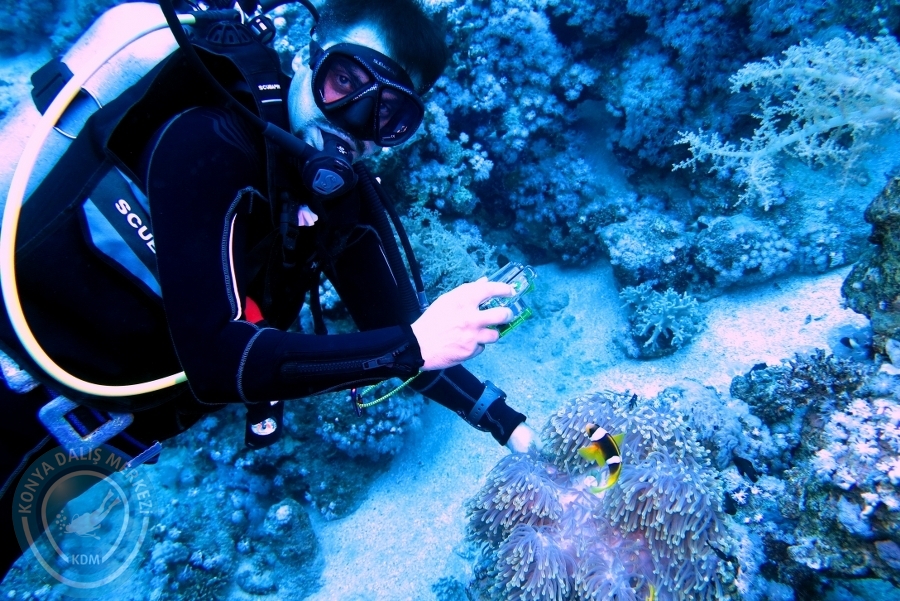 2-6 Aralık Sharm el-Sheikh