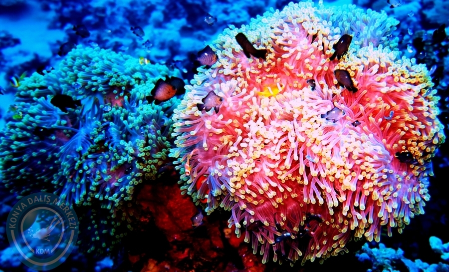 2-6 Aralık Sharm el-Sheikh