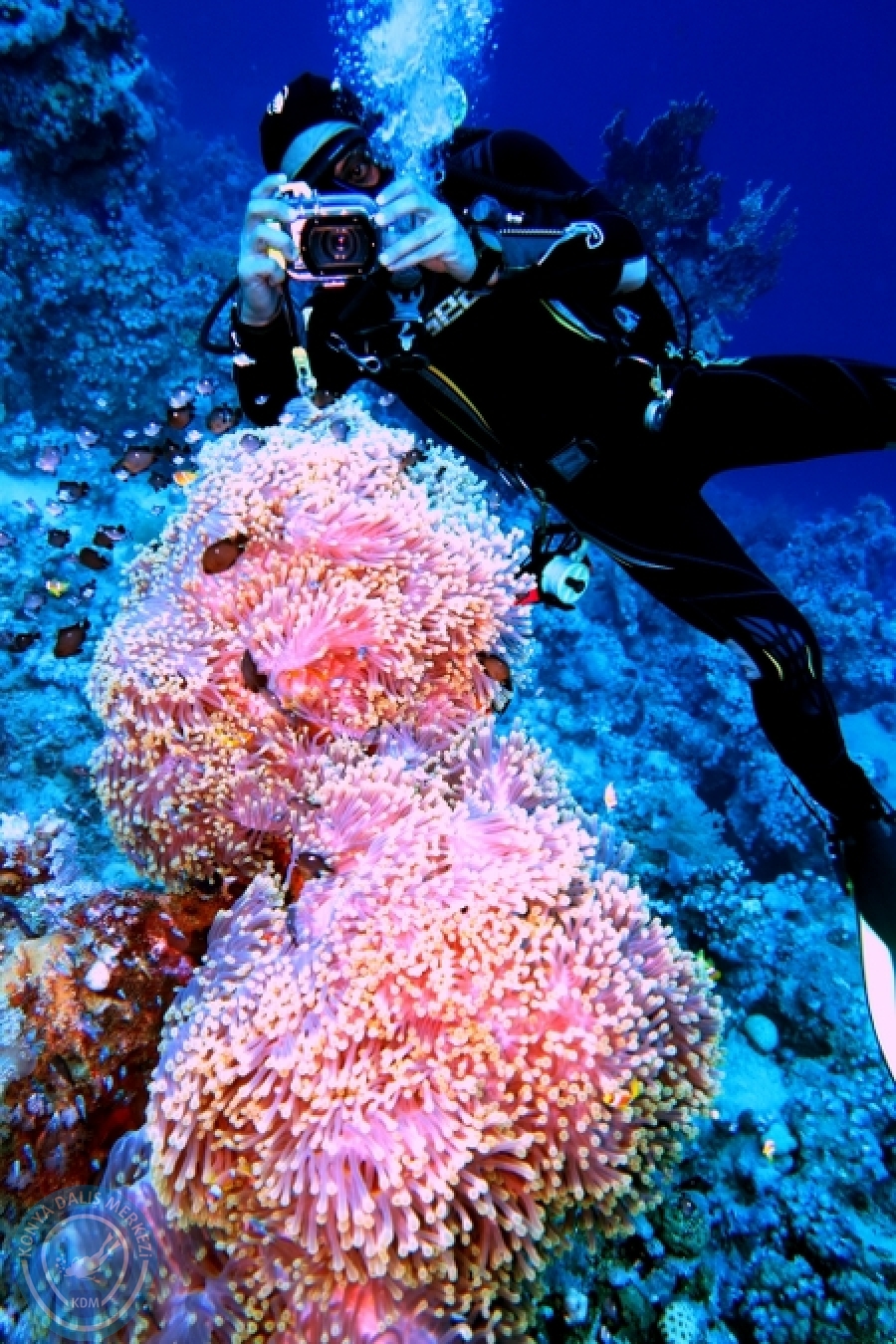 2-6 Aralık Sharm el-Sheikh