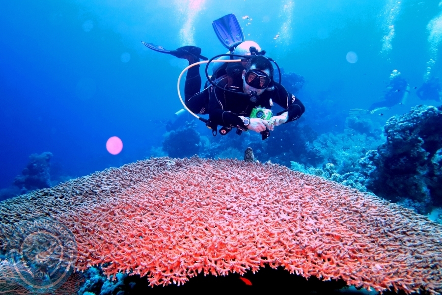 2-6 Aralık Sharm el-Sheikh