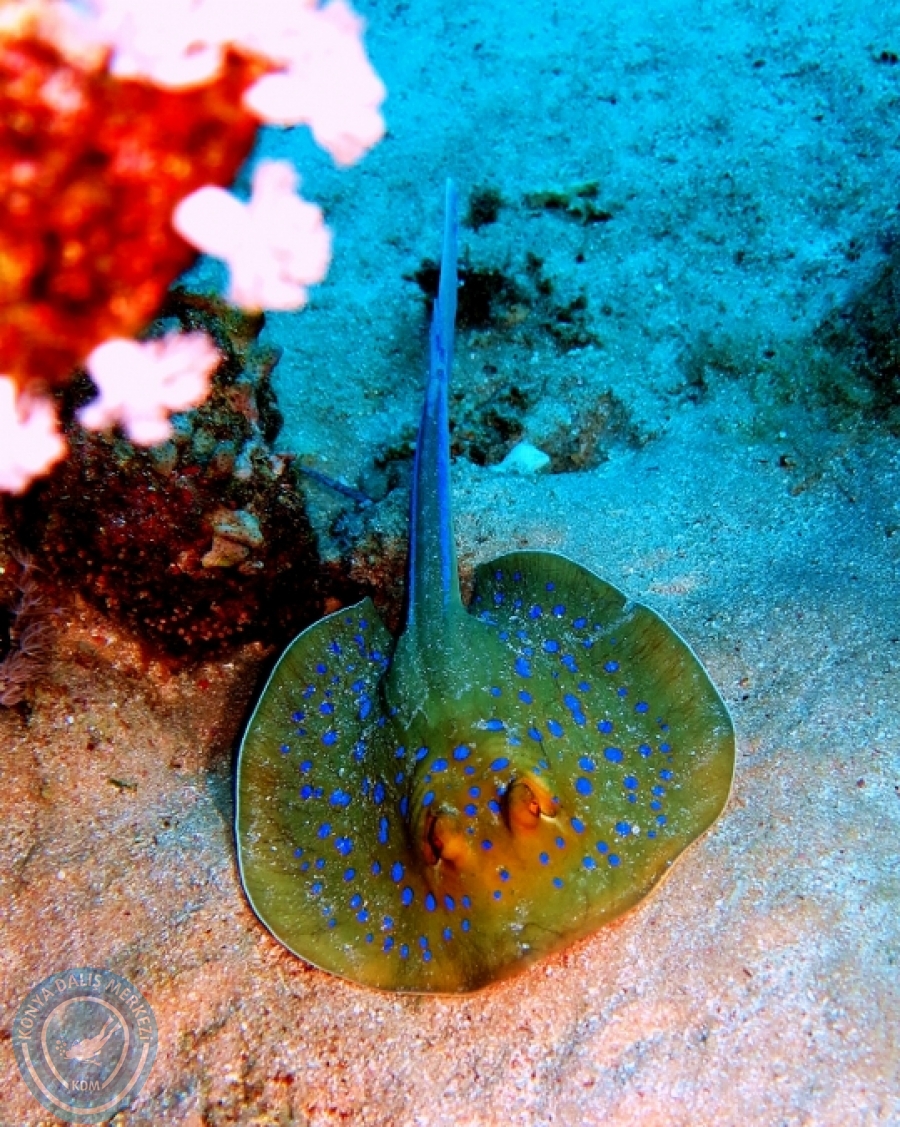 2-6 Aralık Sharm el-Sheikh