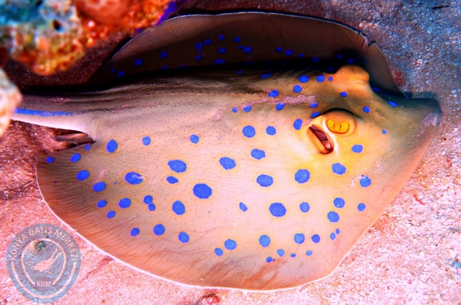 2-6 Aralık Sharm el-Sheikh
