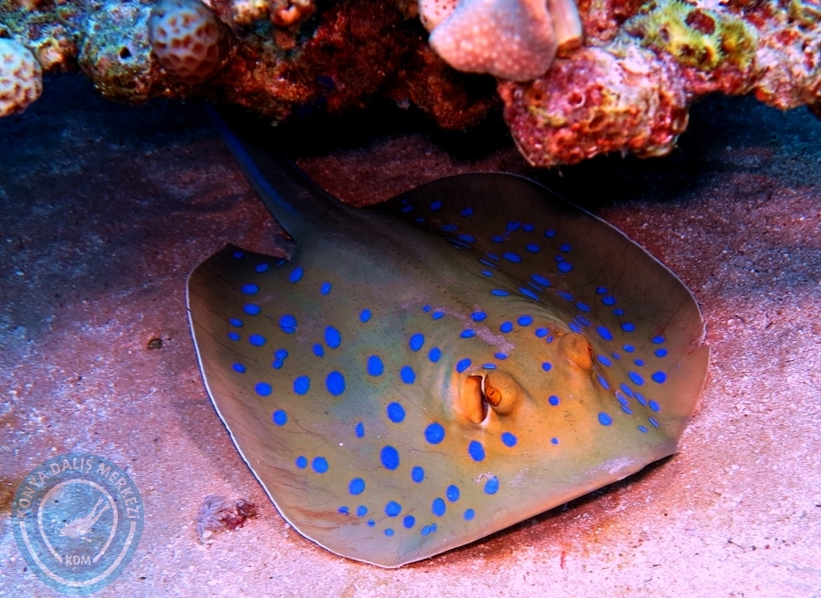 2-6 Aralık Sharm el-Sheikh