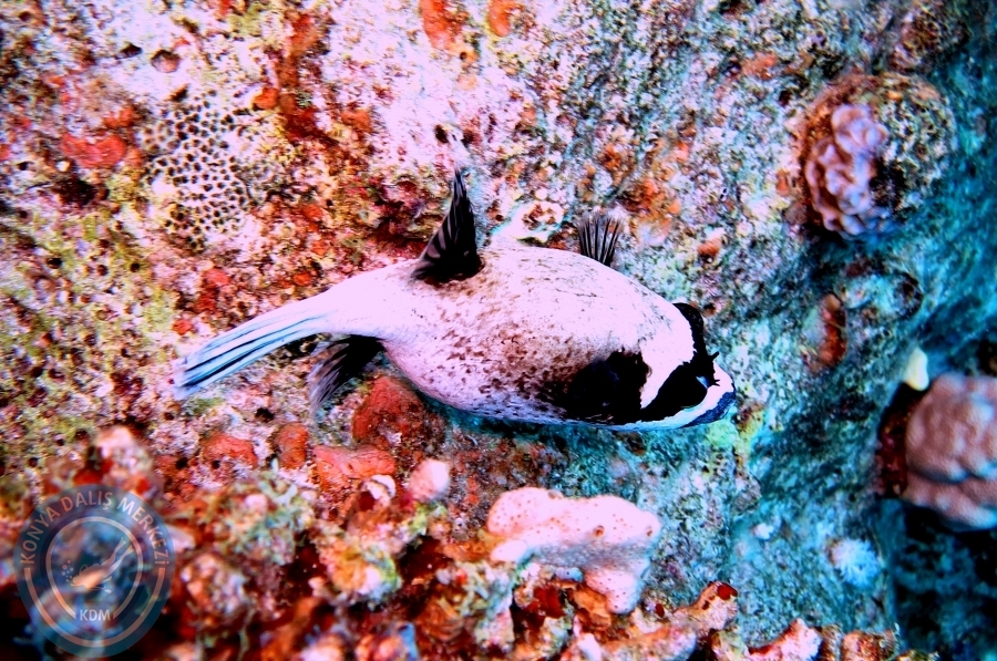 2-6 Aralık Sharm el-Sheikh