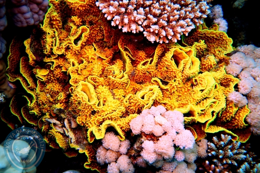 2-6 Aralık Sharm el-Sheikh