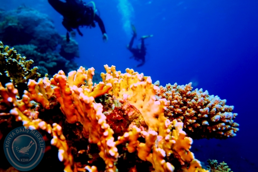 2-6 Aralık Sharm el-Sheikh