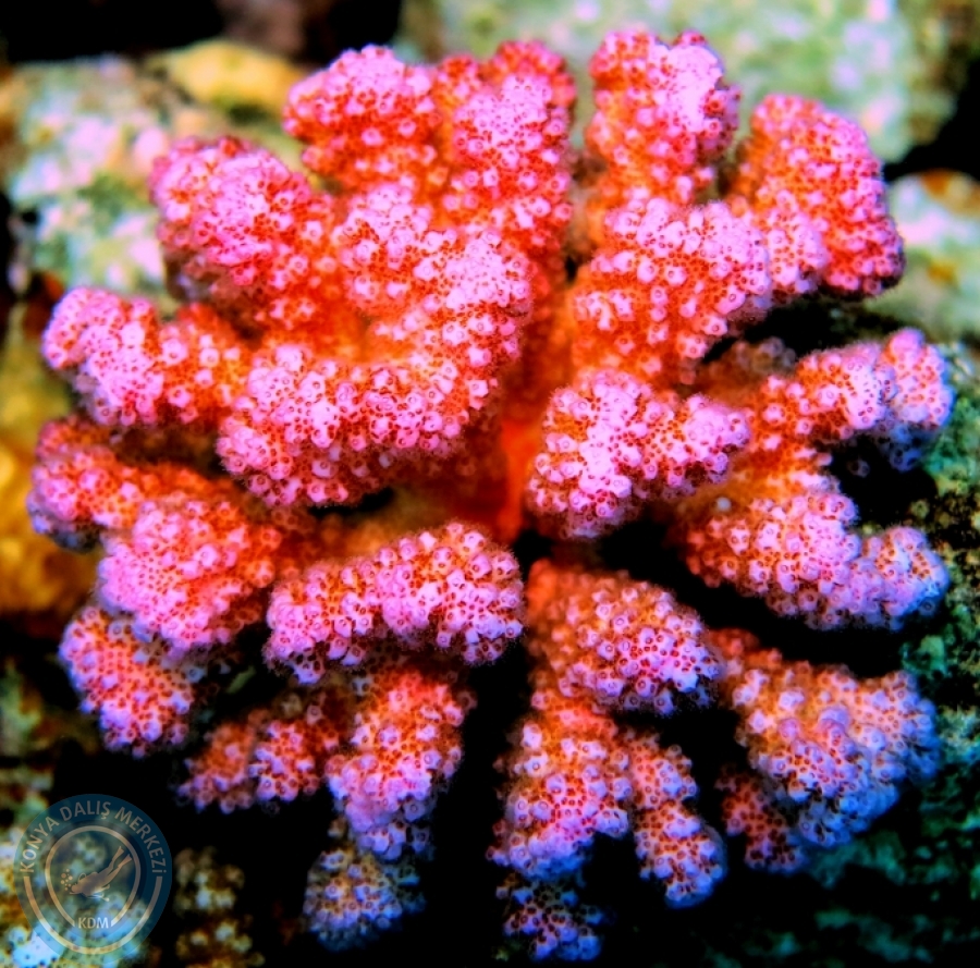 2-6 Aralık Sharm el-Sheikh