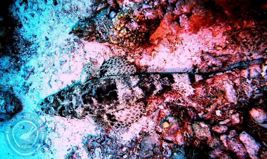 2-6 Aralık Sharm el-Sheikh