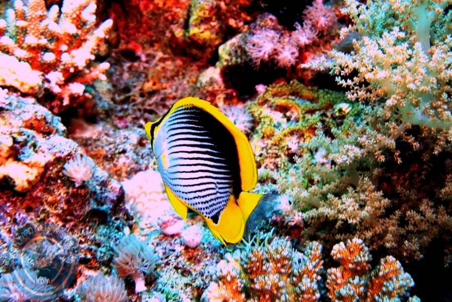 2-6 Aralık Sharm el-Sheikh