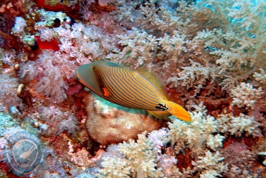 2-6 Aralık Sharm el-Sheikh