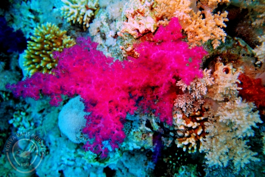 2-6 Aralık Sharm el-Sheikh