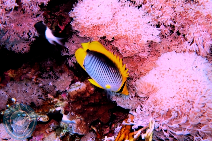 2-6 Aralık Sharm el-Sheikh