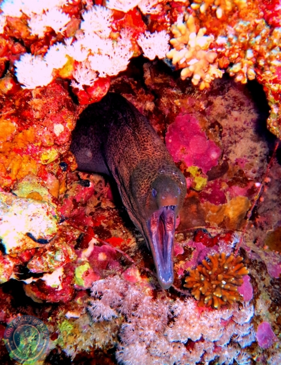 2-6 Aralık Sharm el-Sheikh