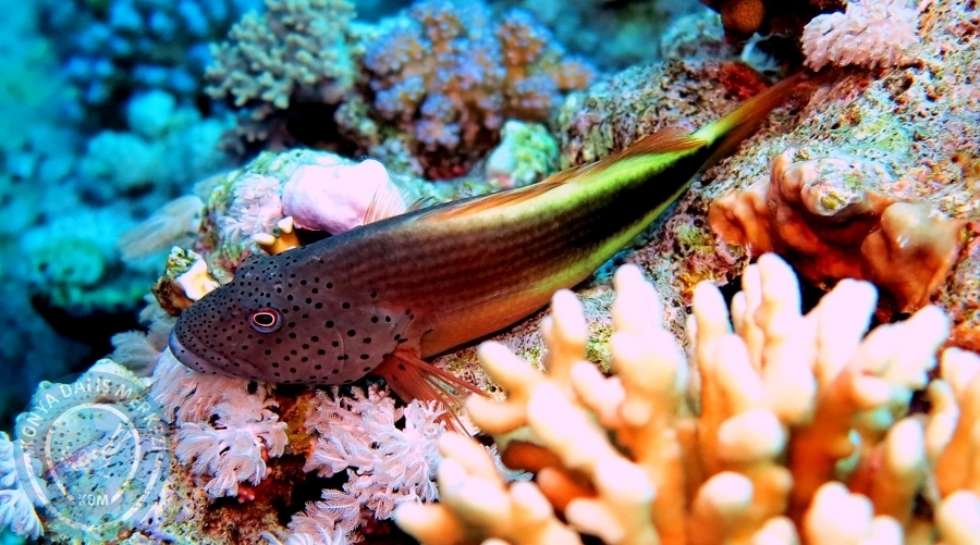 2-6 Aralık Sharm el-Sheikh