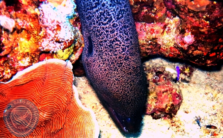 2-6 Aralık Sharm el-Sheikh