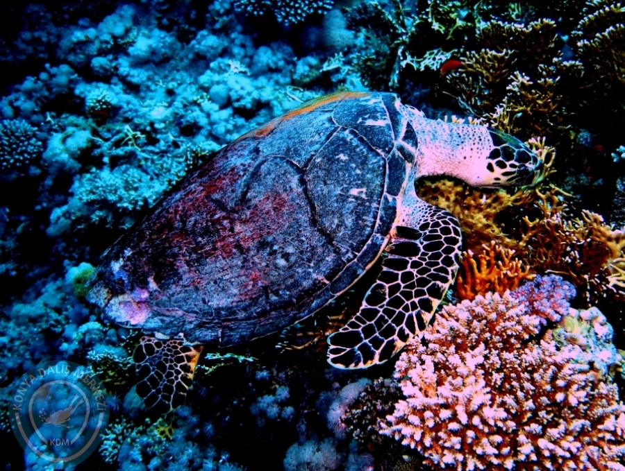 2-6 Aralık Sharm el-Sheikh