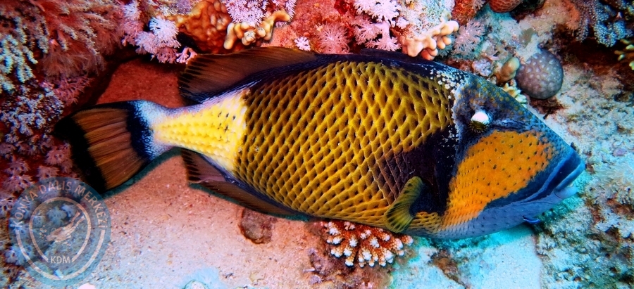 2-6 Aralık Sharm el-Sheikh