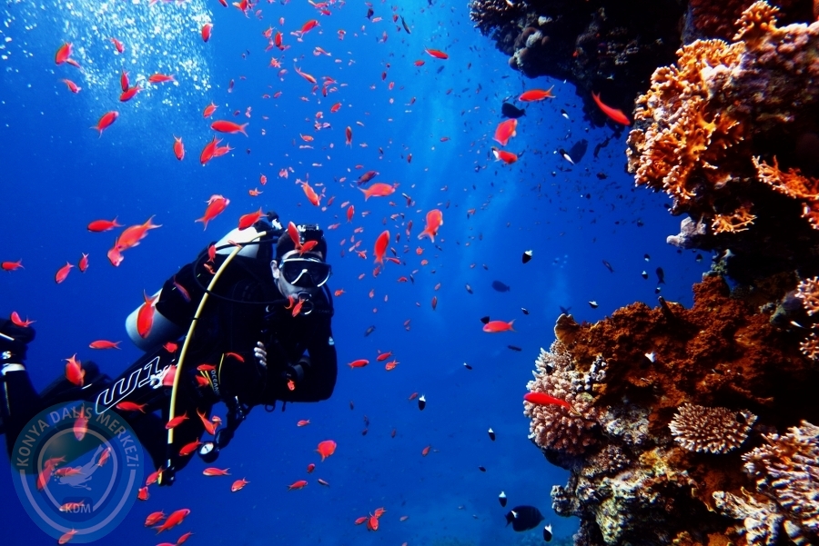 2-6 Aralık Sharm el-Sheikh
