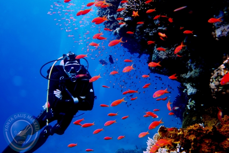 2-6 Aralık Sharm el-Sheikh