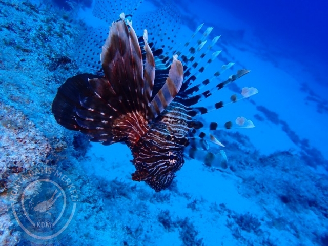 20-21 Temmuz Kaş