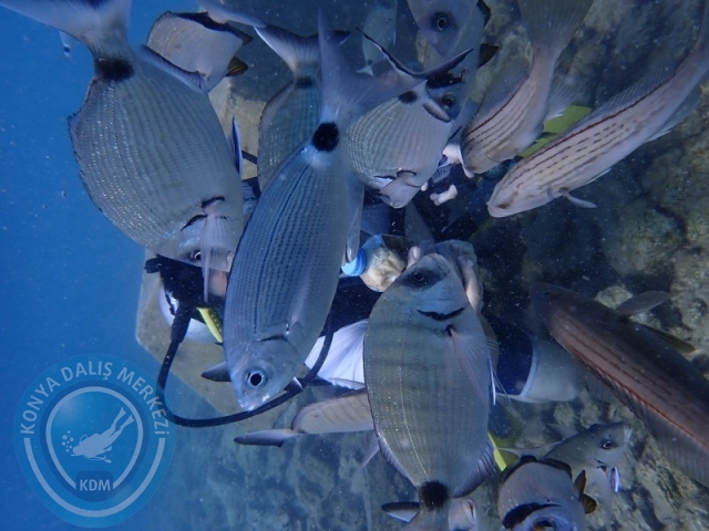 22-23 Ağustos BODRUM