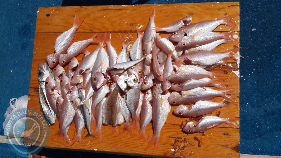 22-23 Mart Boğsak balık avı