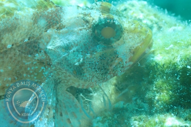 24-25 Eylül Bodrum