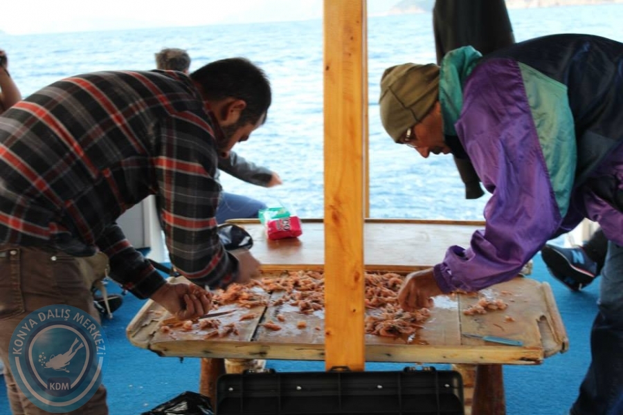 24 Kasım 2014 boğsak balık avı